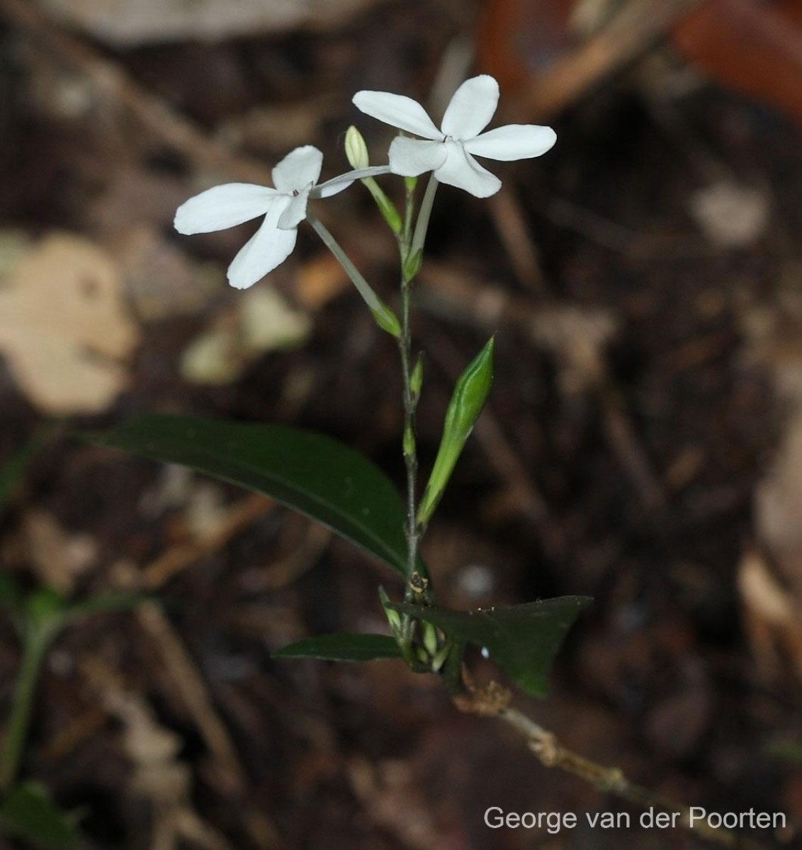 Pseuderanthemum latifolium (Vahl) B.Hansen